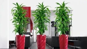 Tips for choosing a dracaena pot