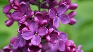 Types and varieties of lilac