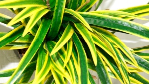 Dracaena Sander：护理的特点和微妙之处