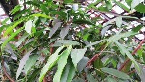 Ficus binnendiyka：功能和护理技巧