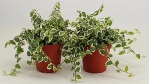 Ficus pumila: description and rules of care