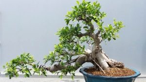 Ficus Retuza：描述和护理