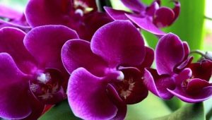 Phalaenopsis orchid: features and care at home