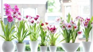 Miltonia 兰花：在家中的类型和护理 