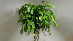 Ficus Benjamin：特性、品种和护理规则