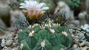 Gymnocalycium: sorte i suptilnosti njege