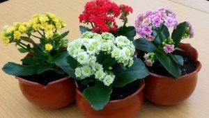 Kako pravilno zalijevati Kalanchoe?