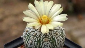 Cactus Astrophytum: vrste i suptilnosti uzgoja