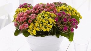 Kalanchoe Kalandiva：栽培的类型和微妙之处