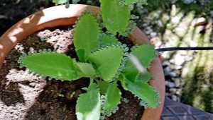 Kalanchoe pinnate: šta je to i kako se brinuti za njega?