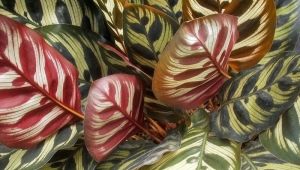 Calathea：特征，品种和护理