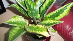 为什么calathea干燥叶子以及如何治疗它？