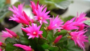 Rhipsalidopsis: sorte, razlika od Schlumbergera i njega