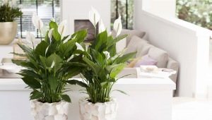 Spathiphyllum Sensation：品种特征及其栽培特点