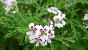 Geranium (pelargonium) limun: značajke i pravila njege