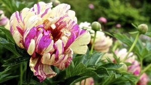 Ito-peonies: opis sorti, sadnja i njega