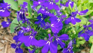 Lobelia erinus: sorte i značajke uzgoja