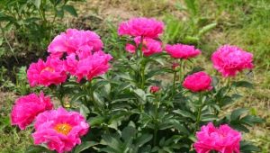 Peonies glumi Paulu Fey