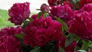 Peonies Adolph Russo: opis sorte, značajke sadnje i njege