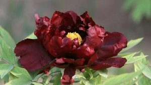 Peonies Black Beauty: opis, značajke sadnje i njege