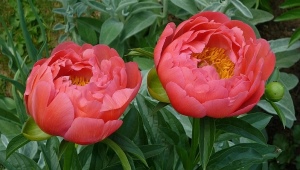 Peonies Coral: opis i značajke uzgoja