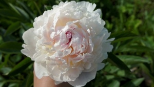 Peonies Marie Lemoine: opis sorte, sadnja i briga