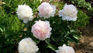 Peonies Mr. Ed: opis sorte, sadnje i karakteristike nege