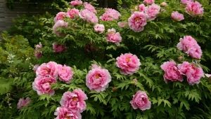 Peonies Malina: karakteristike, karakteristike sadnje i nege