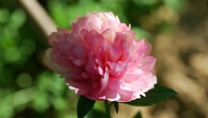 Peonies Salmon Glory: opis sorte, suptilnosti sadnje i njege