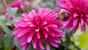 Dahlias Galleri: opis, sorte i uzgoj