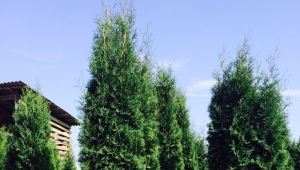 Thuja columnar: varieties, selection and recommendations for growing