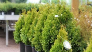 Thuja eastern: varieties, selection, planting and care