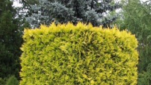 Thuja western Yellow Ribbon: description and subtleties of growing