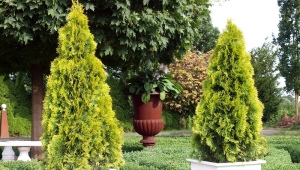 Thuja western Golden Smaragd: description and cultivation