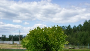 Thuja western Miriam: description, planting and care