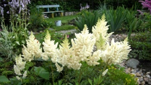 Bijele sorte astilbe