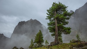 Kako razlikovati cedar od bora?