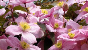 Clematis planina: popularne sorte i tajne uzgoja