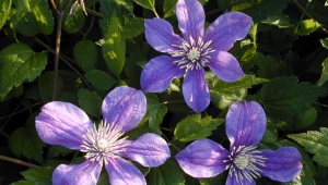 Clematis Arabella: opis, uzgoj i reprodukcija