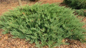 Juniper Cossack Tamariscifolia：描述，种植和护理