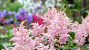 Vrste i sorte astilbe