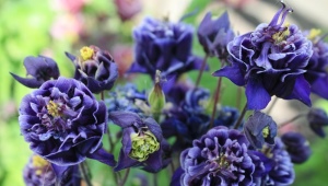 Terry aquilegia: najbolje sorte i pravila uzgoja