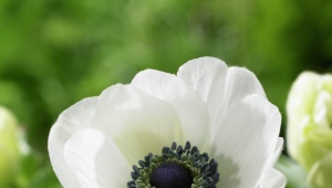 Anemone (anemone): pregled sorti, sadnje i njege