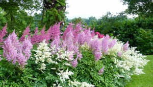 Cvatnja astilbe: vrijeme, pravila hranjenja, mogući problemi