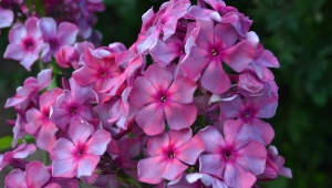 Phlox Anna Karenina：描述，种植，护理和繁殖