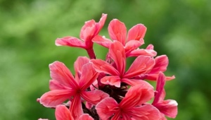 Phlox Cleopatra: description, planting, care and reproduction