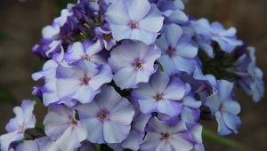 Phlox paniculata Novelty: description and secrets of cultivation