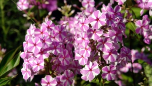 Phlox Natasha：描述，种植，护理和繁殖