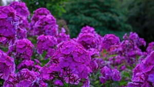 Phlox Nicky: description, planting, care and reproduction