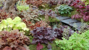 Heuchera hibrid: opis, sorte, preporuke za uzgoj